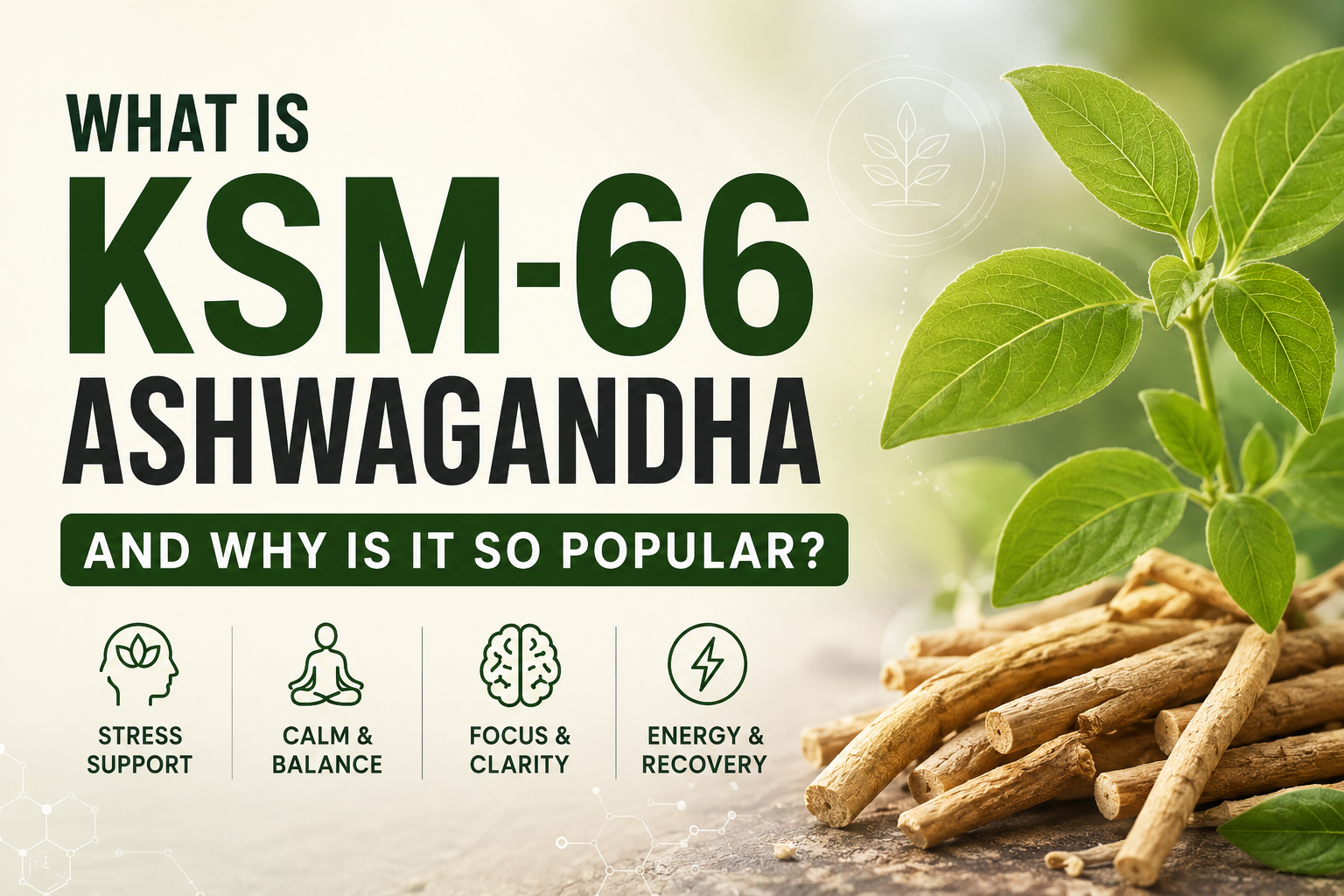 What Is KSM-66 Ashwagandha and Why Is It So Popular?